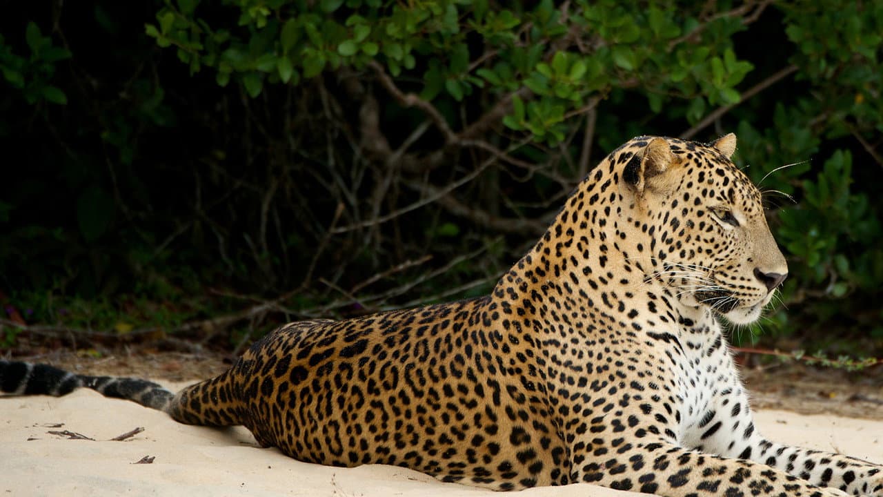 Szene aus Wildes Sri Lanka