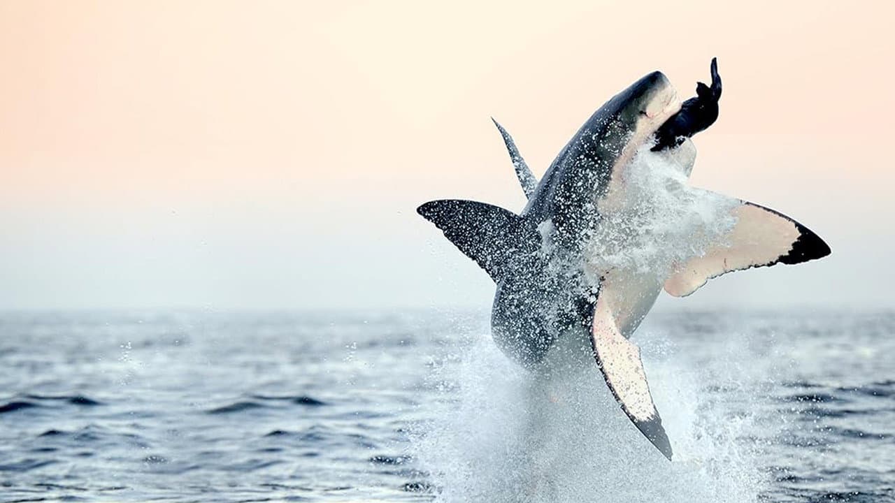 Szene aus Air Jaws: Back from the Dead