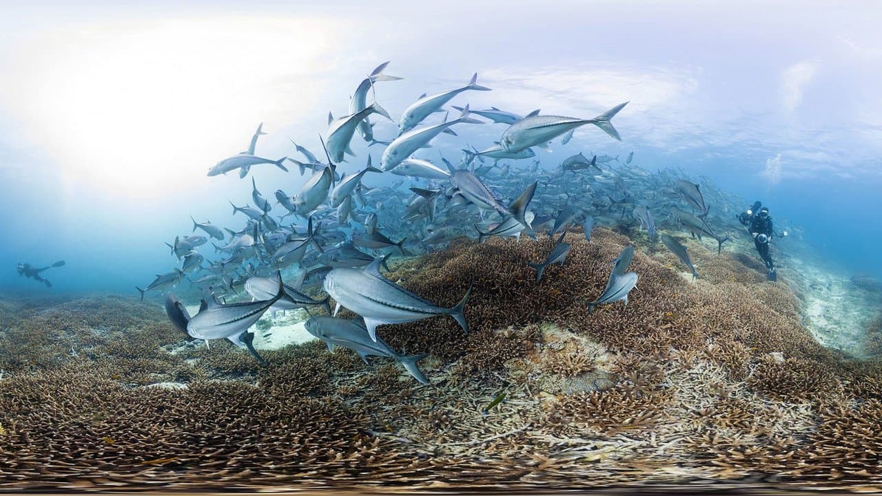Szene aus Chasing Coral