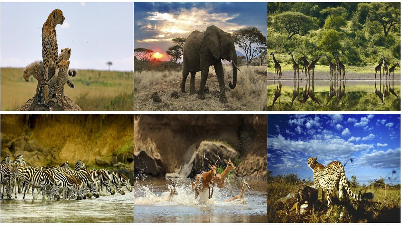 Szene aus Serengeti