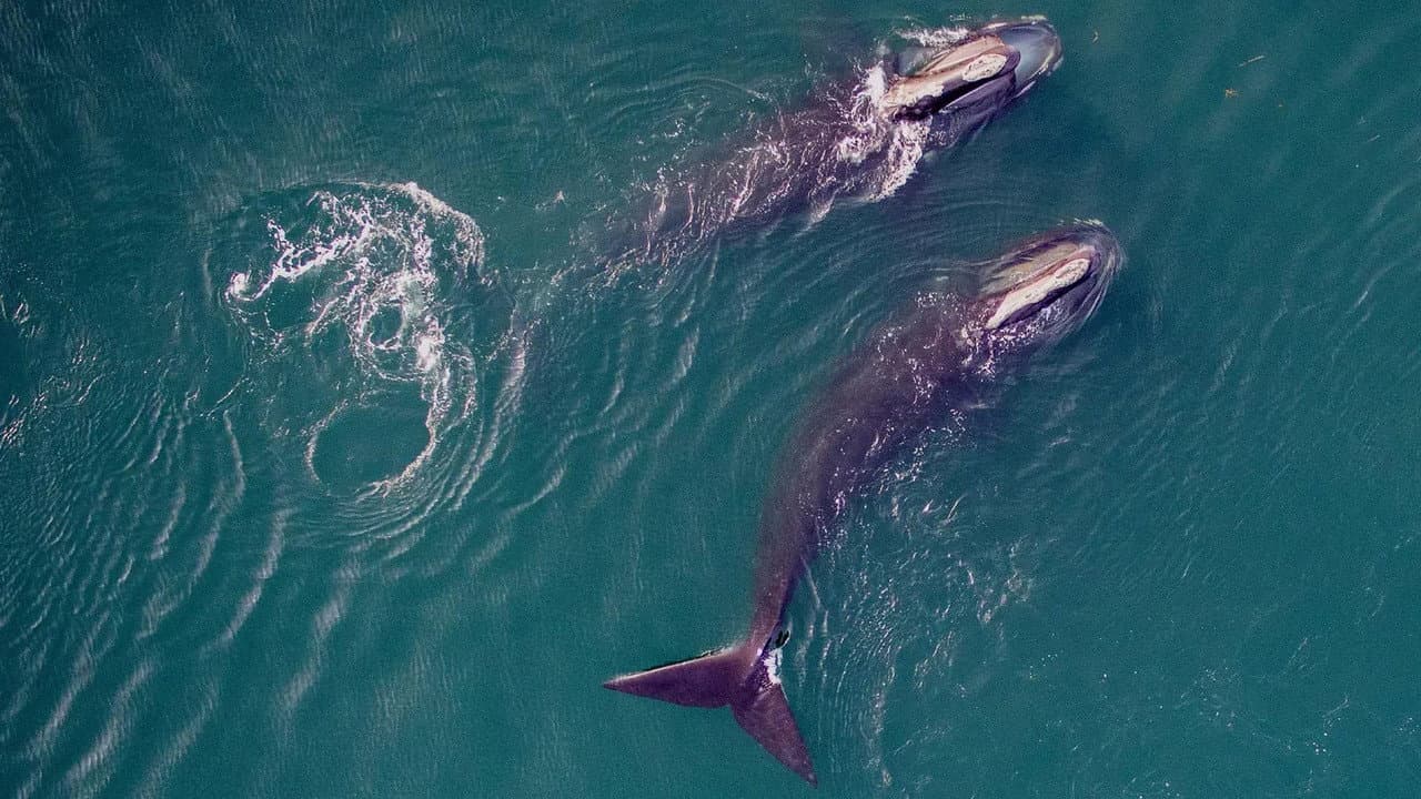 Szene aus Saving the Right Whale