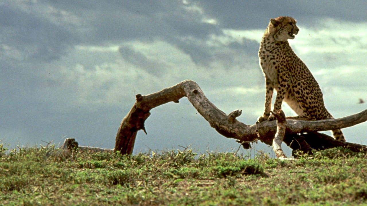 Szene aus Abenteuer in Kenia