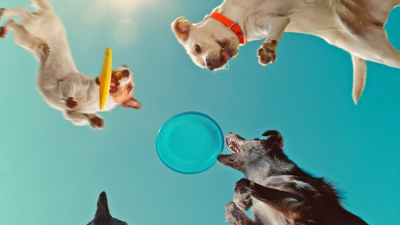 Szene aus Was Hunde denken