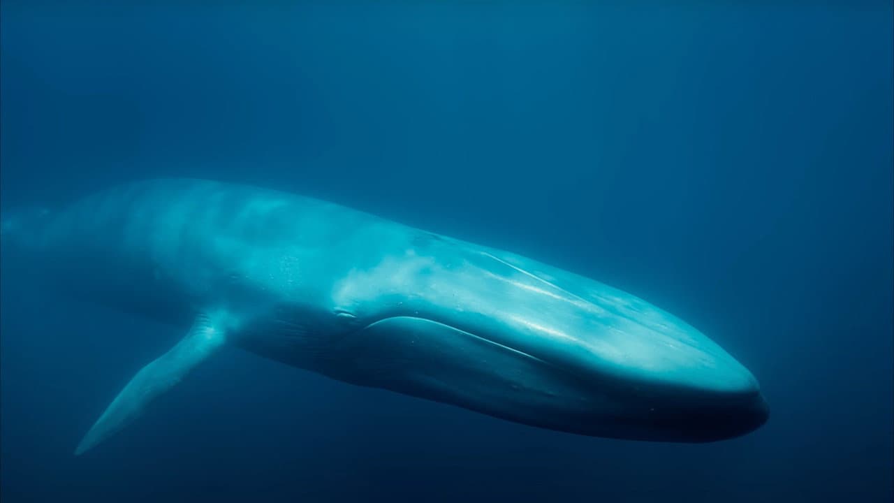 Szene aus Blue Whales: Return of the Giants