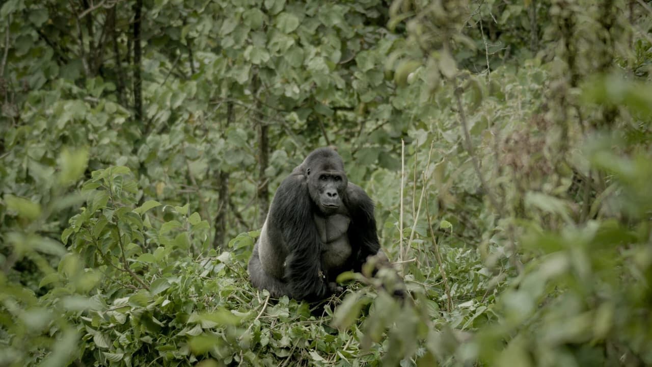 Szene aus Silverback