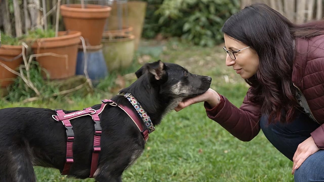 Szene aus Dein perfekter Hund