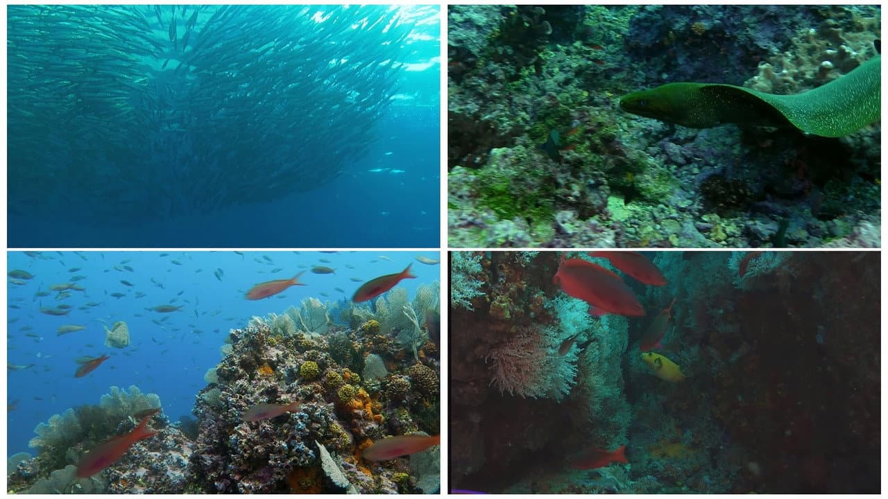 Szene aus Weltnaturerbe Kolumbien 3D: Malpelo Nationalpark