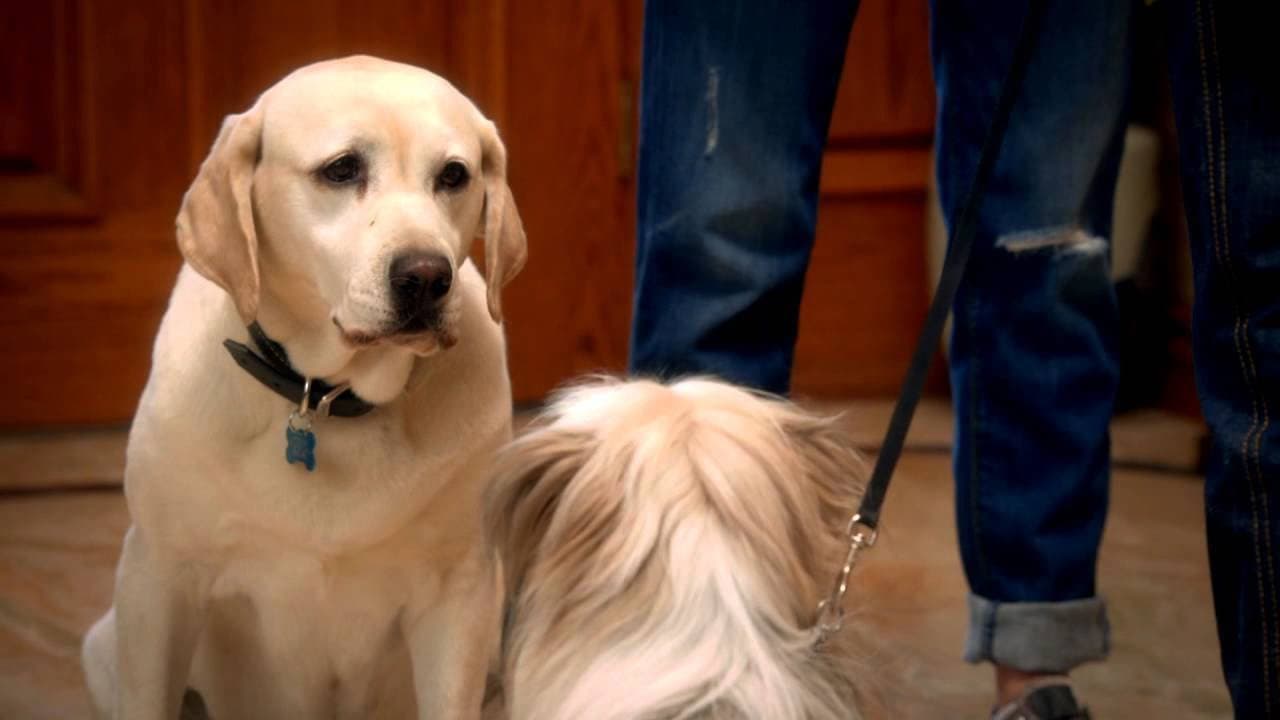 Szene aus Ein Hund rettet Ostern