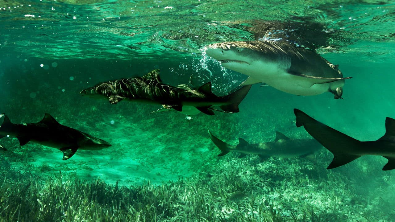 Szene aus Shark Gangs