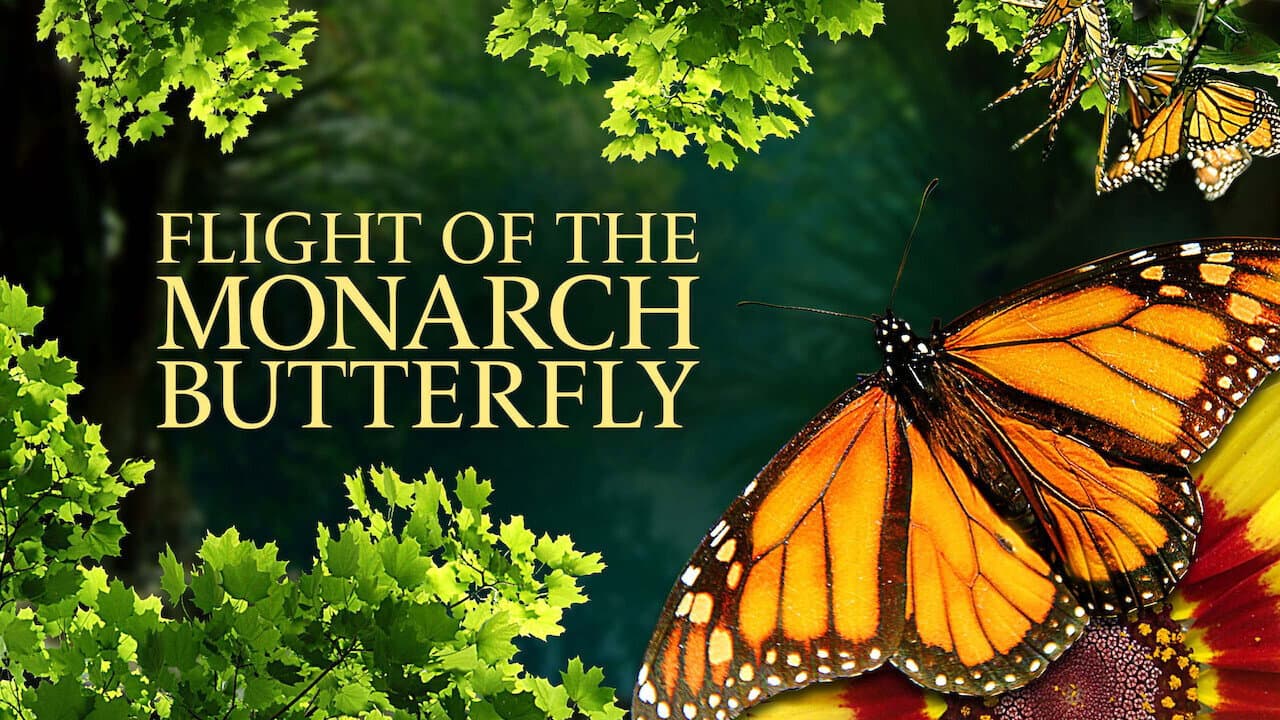 Szene aus Flight of the Monarch Butterfly