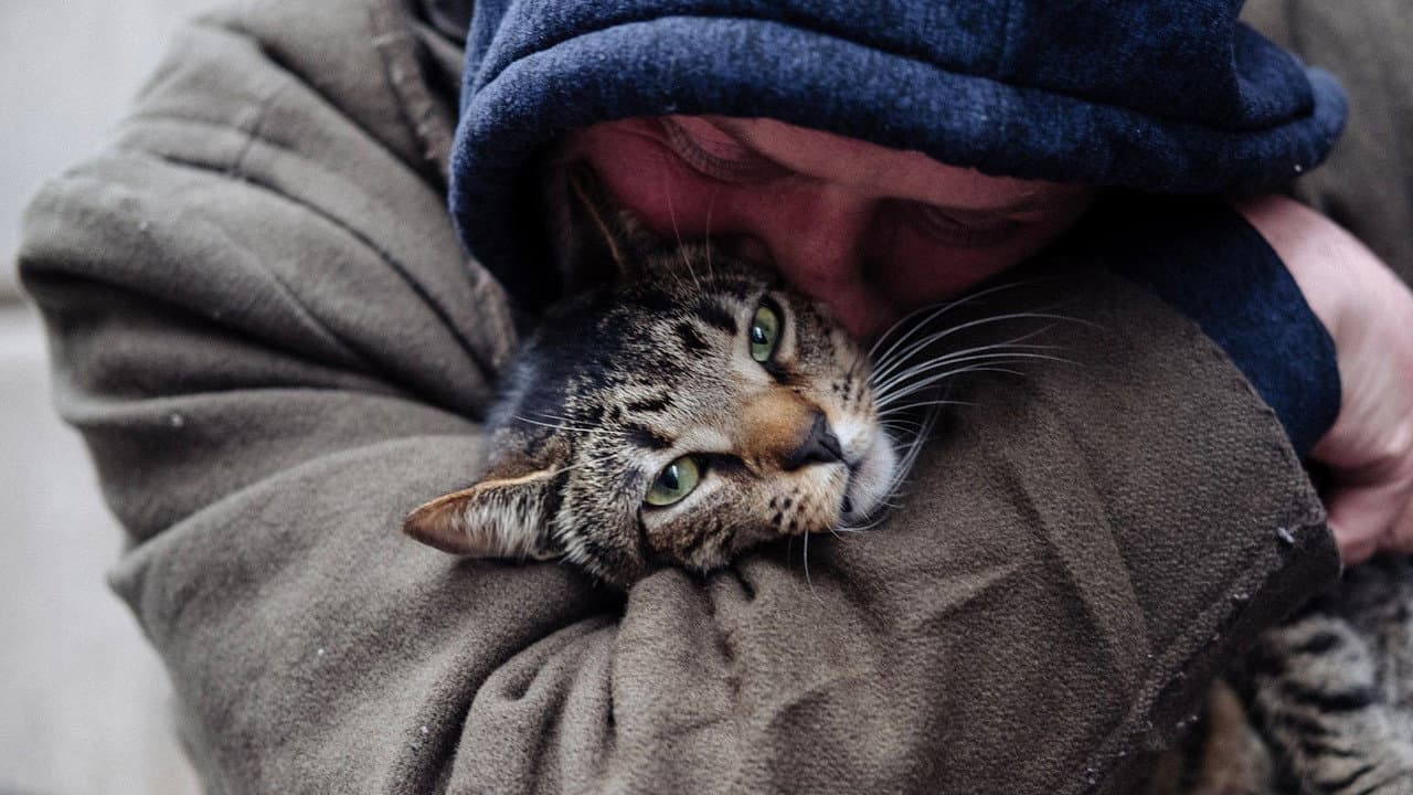 Szene aus Cat Daddies - Freunde für sieben Leben