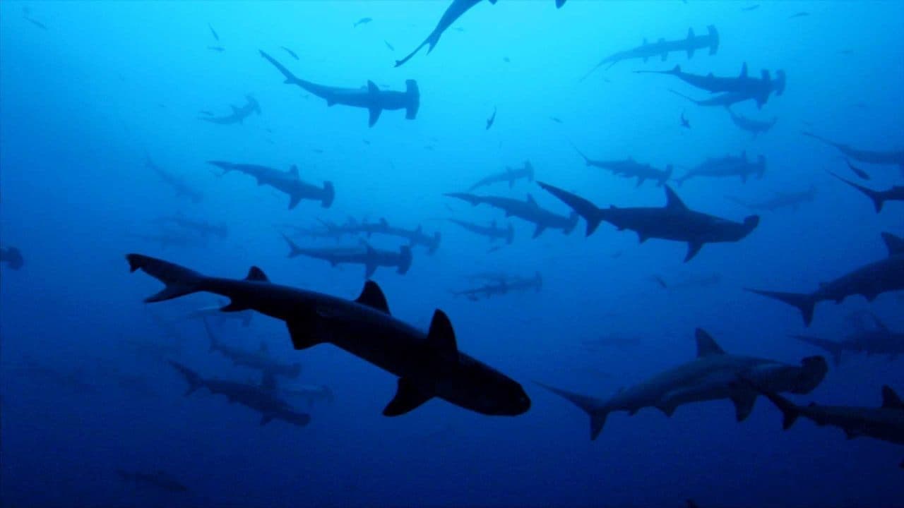 Szene aus Sharkwater - Wenn Haie sterben